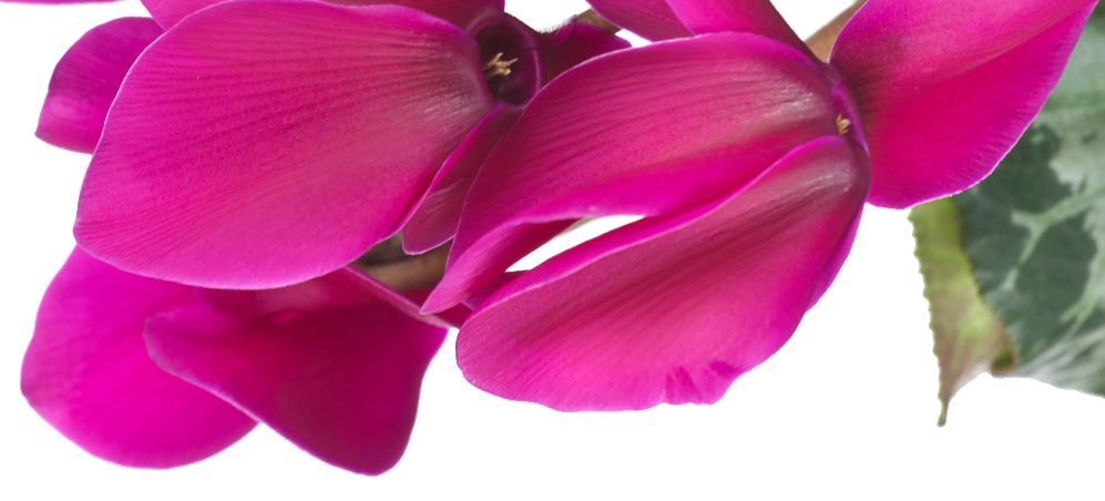 Cyclamen Nota