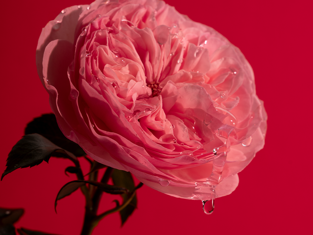 Goteo Personal Rose