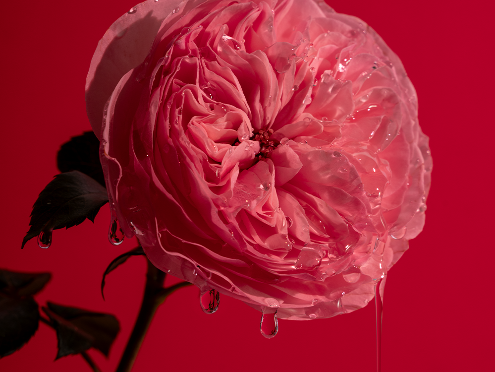 Goteo Bold Rose