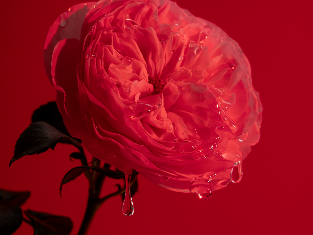 Goteo Expressive Rose